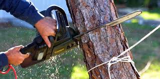 How Our Tree Care Process Works  in  Friedens, PA